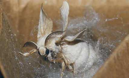 蚕蛾的功效与作用 蚕蛾有毒吗？