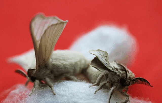 蚕蛾的功效与作用 蚕蛾有毒吗？